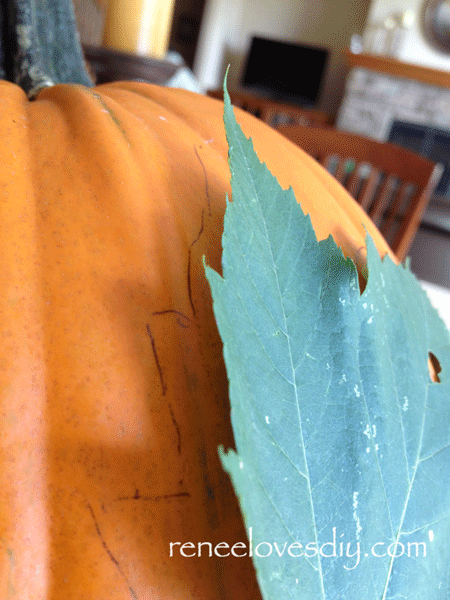 Preparing Pumpkin for Leaf Etching